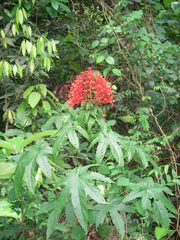 Clerodendrum palmatolobatum (Clerodendrum palmatolobatum)