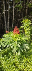 Clerodendrum palmatolobatum (Clerodendrum palmatolobatum)
