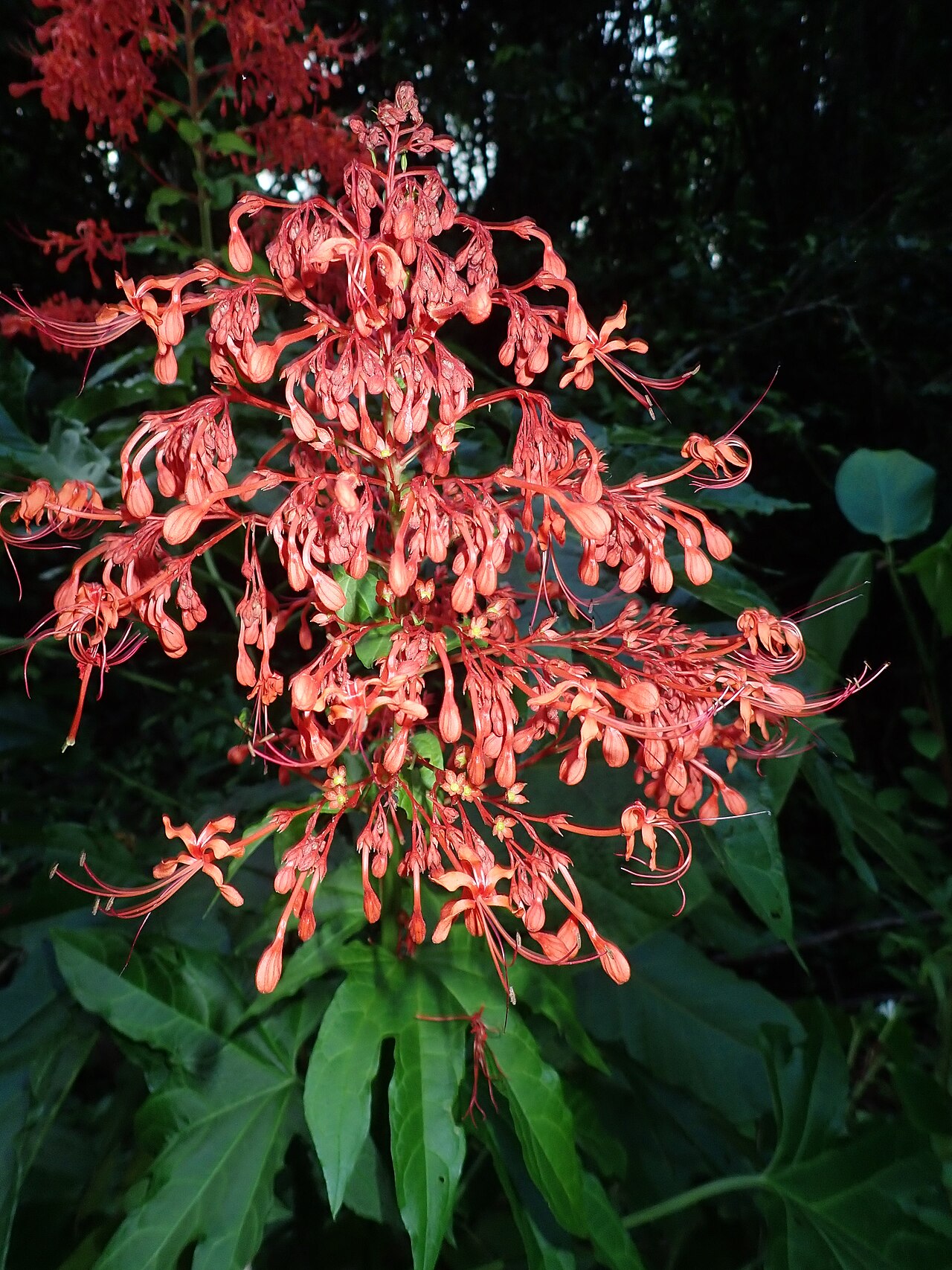 Clerodendrum palmatolobatum: OLYMPUS DIGITAL CAMERA