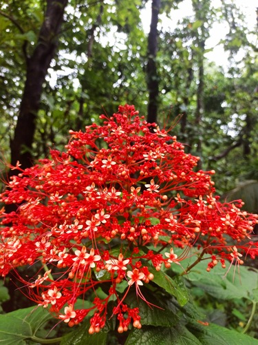 Pagoda-flower (Clerodendrum paniculatum)