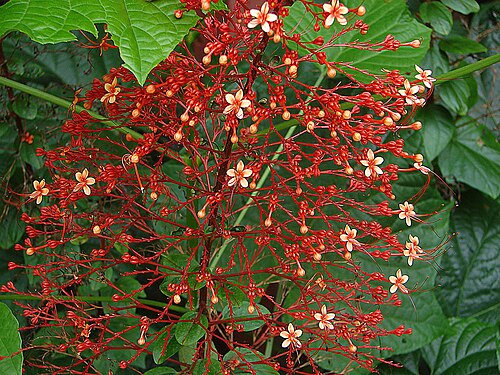 Pagoda-flower: Clerodendrum paniculatum