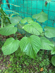 Pagoda-flower (Clerodendrum paniculatum)