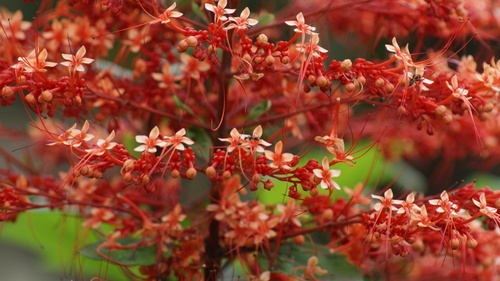 Pagoda-flower (Clerodendrum paniculatum)