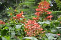 Pagoda-flower (Clerodendrum paniculatum)
