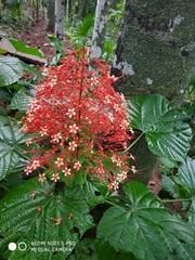 Pagoda-flower (Clerodendrum paniculatum)