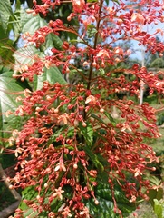 Pagoda-flower (Clerodendrum paniculatum)