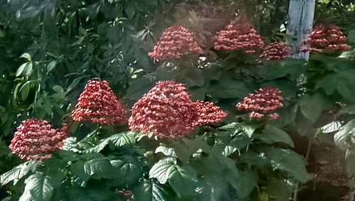 Pagoda-flower (Clerodendrum paniculatum)