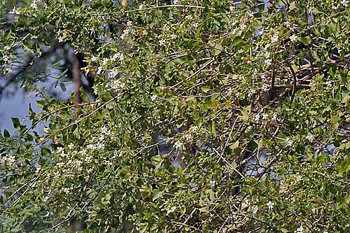 Clerodendrum phlomidis: Arni Clerodendrum phlomidis at Sindhrot in Vadodara District of Gujarat , India .