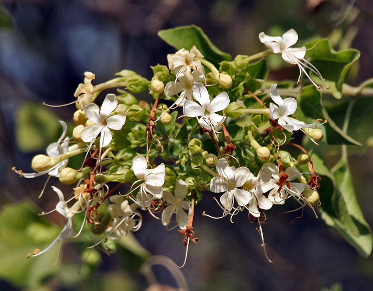 Clerodendrum phlomidis: Arni Clerodendrum phlomidis at Sindhrot in Vadodara District of Gujarat , India .