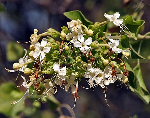 Clerodendrum phlomidis: Arni Clerodendrum phlomidis at Sindhrot in Vadodara District of Gujarat , India .