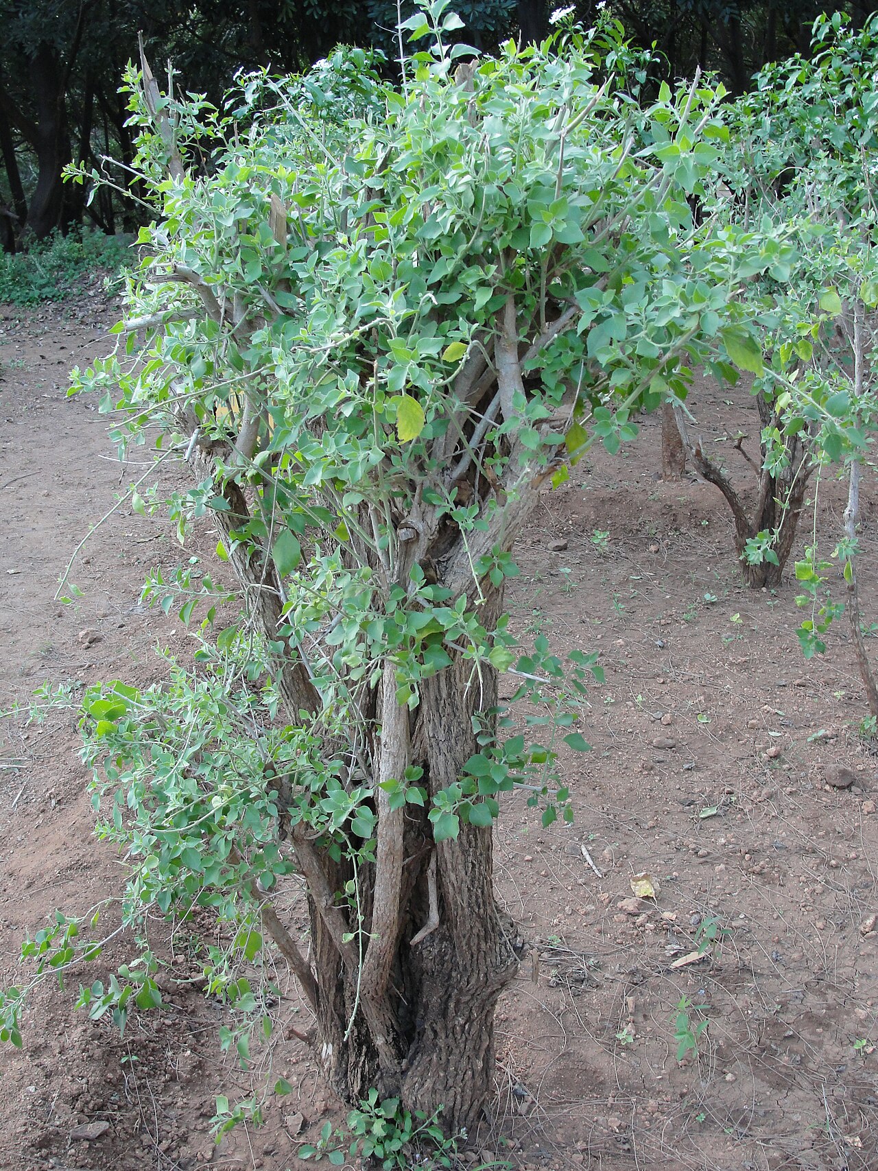 Clerodendrum phlomidis: This media file was uploaded as a part of the TamilWiki Media Contest .