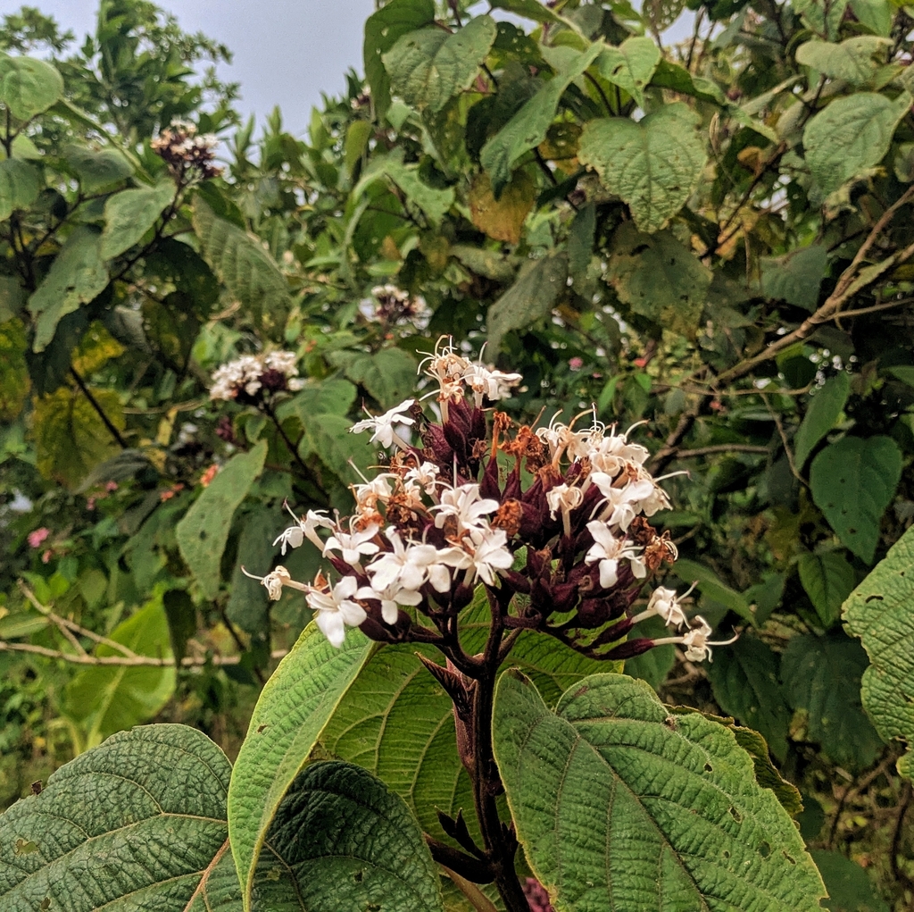 Clerodendrum preslii (Clerodendrum preslii)