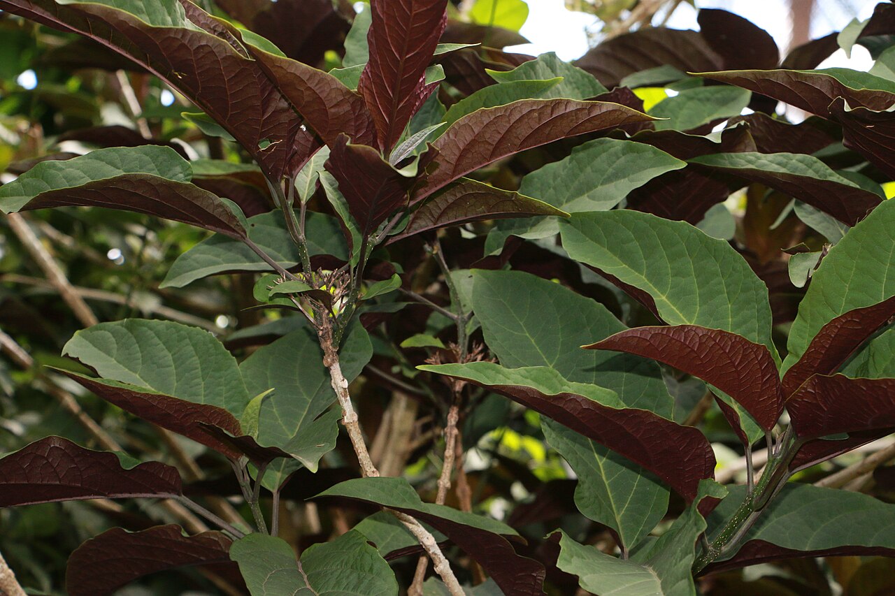 Fireworks plant: Photos of plants taken by V C Balakrishnan