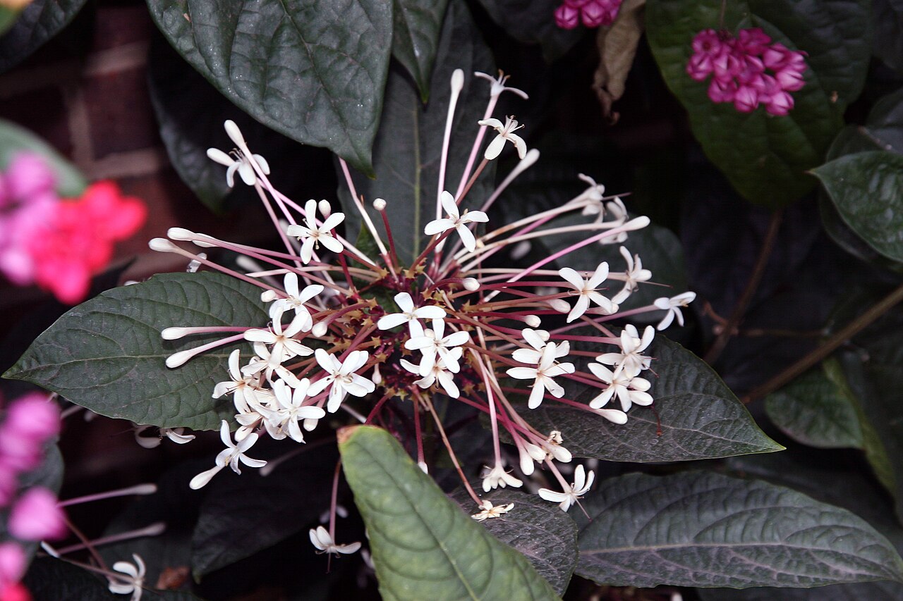 Fireworks plant: Location taken: Brookside Gardens, Wheaton Maryland. Names: Clerodendrum quadriloculare (Blanco) Merr., Bronze-Leaved Clerodendrum, Clerodendron, Fireworks, Sho