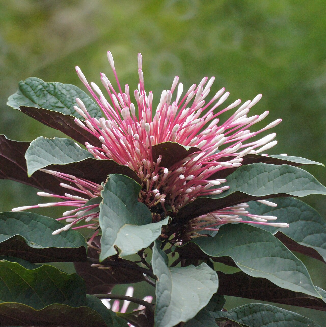 Fireworks plant: Clerodendrum quadriloculare, Puerto Rico
