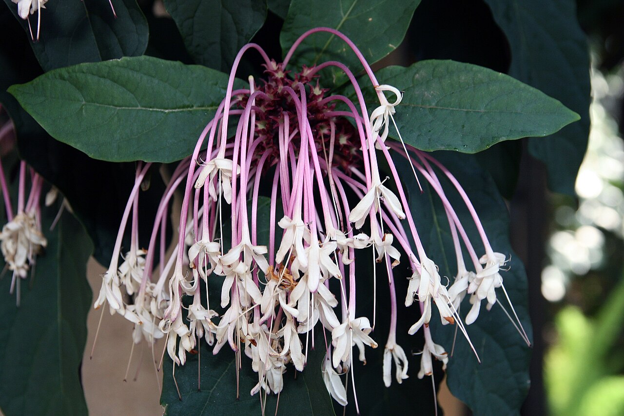 Fireworks plant: Location taken: Longwood Gardens, Kennett Square, Pennsylvania.. Names: Clerodendrum quadriloculare (Blanco) Merr., Bronze-Leaved Clerodendrum, Clerodendron, Fi
