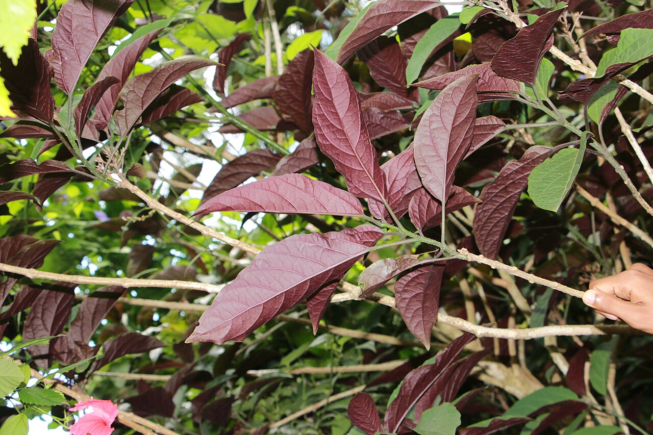 Fireworks plant: Photos of plants taken by V C Balakrishnan
