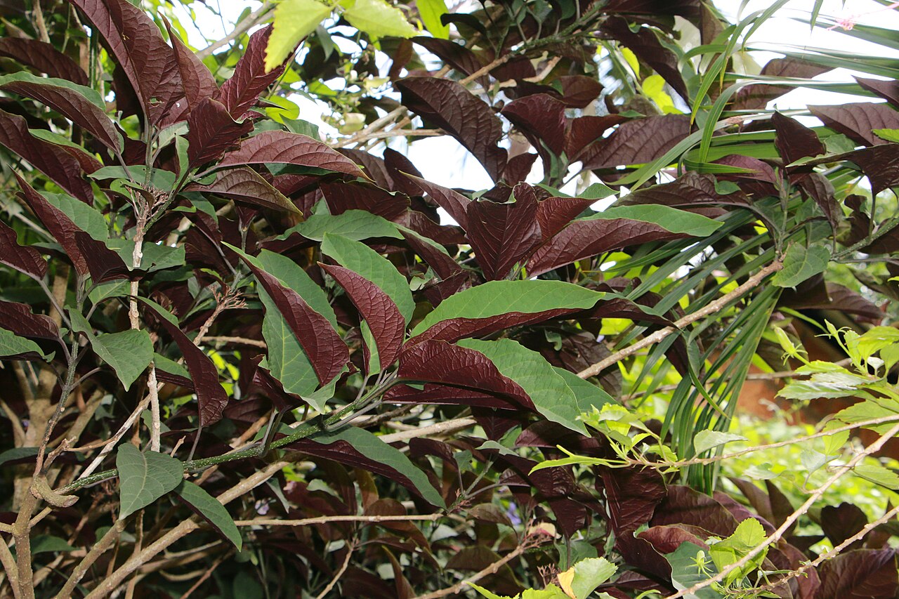 Fireworks plant: Photos of plants taken by V C Balakrishnan
