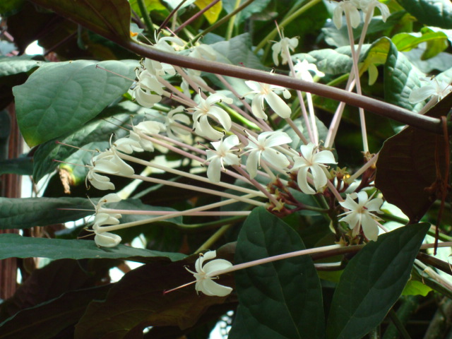 Fireworks plant: Picture of Clerodendrum quadriloculare