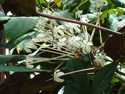 Fireworks plant: Picture of Clerodendrum quadriloculare