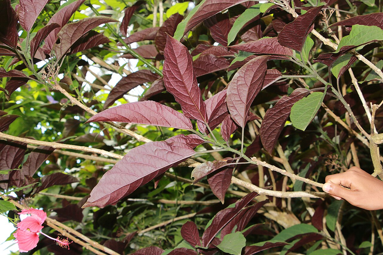 Fireworks plant: Photos of plants taken by V C Balakrishnan