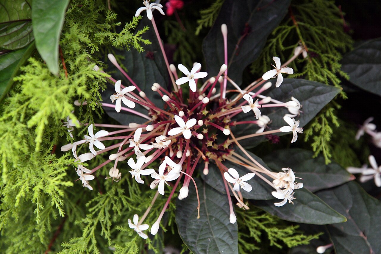 Fireworks plant: Location taken: Brookside Gardens, Wheaton Maryland. Names: Clerodendrum quadriloculare (Blanco) Merr., Bronze-Leaved Clerodendrum, Clerodendron, Fireworks, Sho