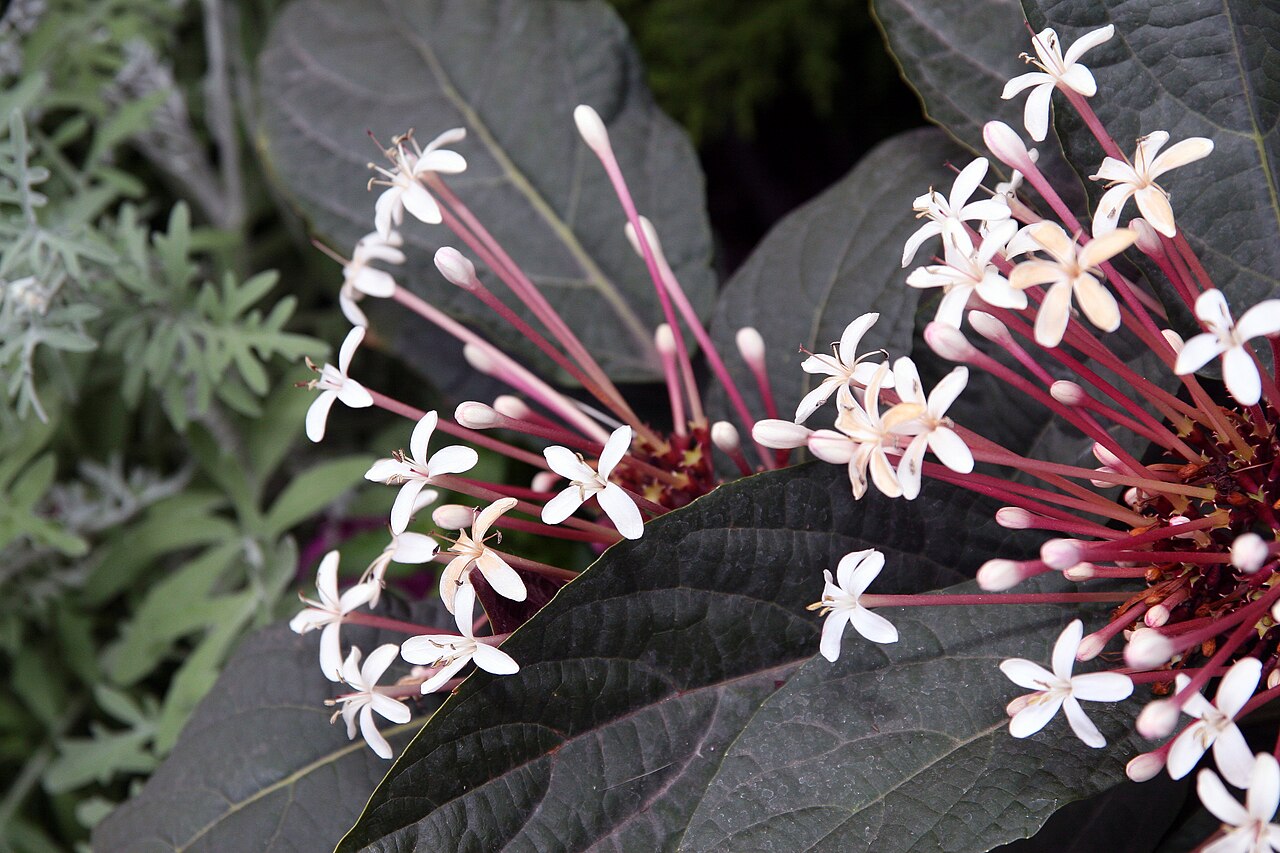 Fireworks plant: Location taken: Brookside Gardens, Wheaton Maryland. Names: Clerodendrum quadriloculare (Blanco) Merr., Bronze-Leaved Clerodendrum, Clerodendron, Fireworks, Sho