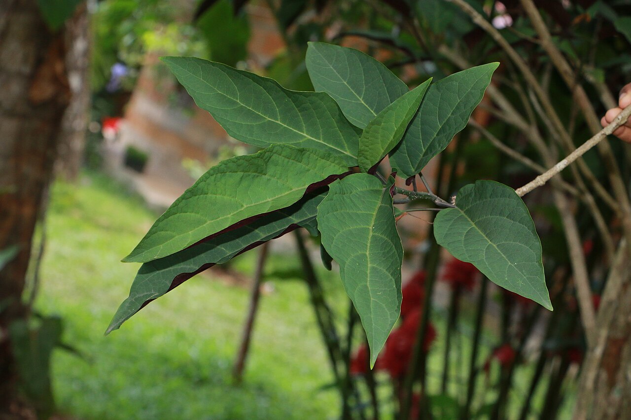 Fireworks plant: Photos of plants taken by V C Balakrishnan