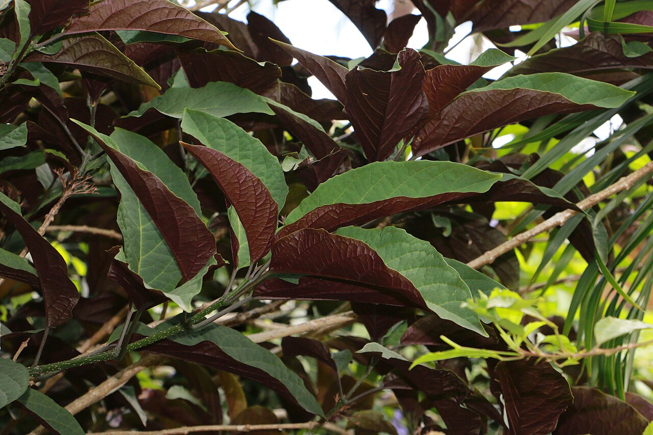 Fireworks plant: Photos of plants taken by V C Balakrishnan