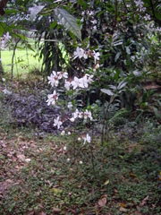 Clerodendrum schmidtii (Clerodendrum schmidtii)