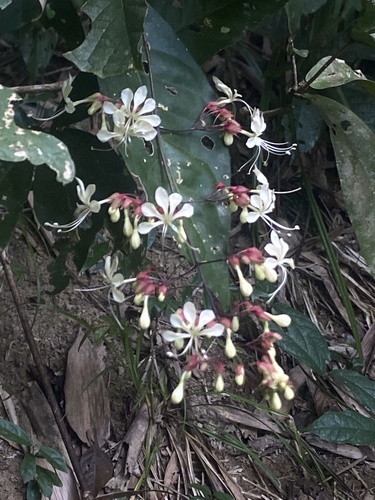 Clerodendrum schmidtii (Clerodendrum schmidtii)