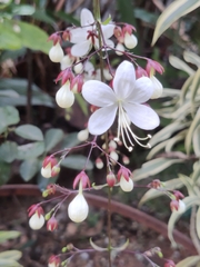 Clerodendrum schmidtii (Clerodendrum schmidtii)