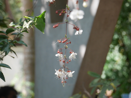 Clerodendrum schmidtii (Clerodendrum schmidtii)