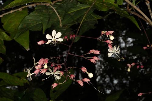 Clerodendrum schmidtii (Clerodendrum schmidtii)