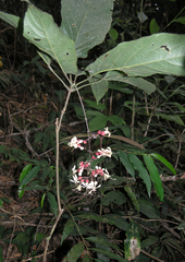 Clerodendrum schmidtii (Clerodendrum schmidtii)