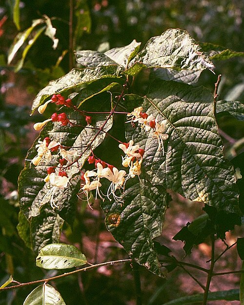 Clerodendrum schmidtii: Clerodendrum schmidtii , Lamiaceae - Kambodscha/Cambodia, bei den Stromschnellen (rapids) des Flusses Tek Chhou N Kampot