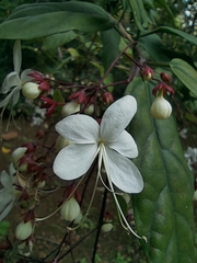 Clerodendrum schmidtii (Clerodendrum schmidtii)