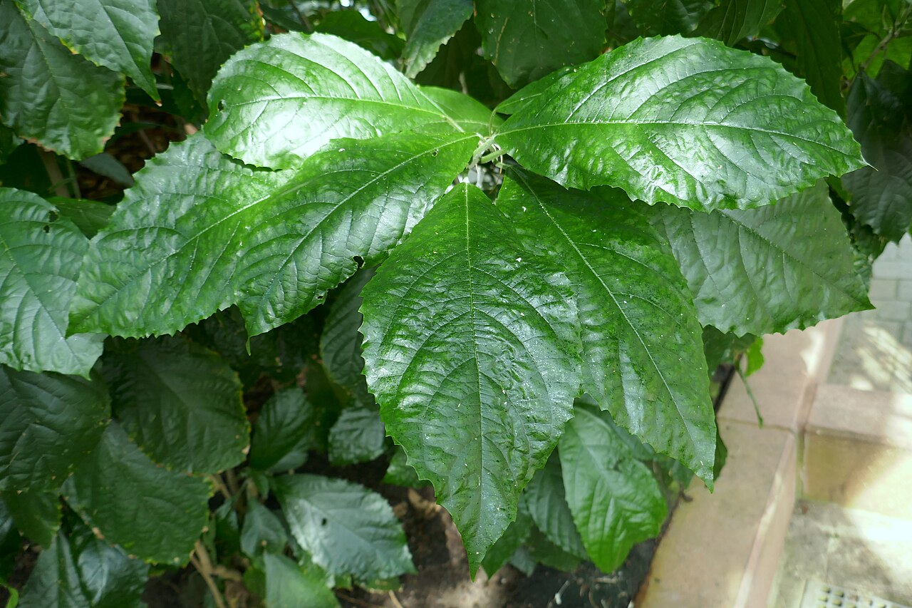 Clerodendrum schweinfurthii: Clerodendrum schweinfurthii Gürke. Afrique tropicale centrale et occidentale. Jardin botanique Meise (Belgique).