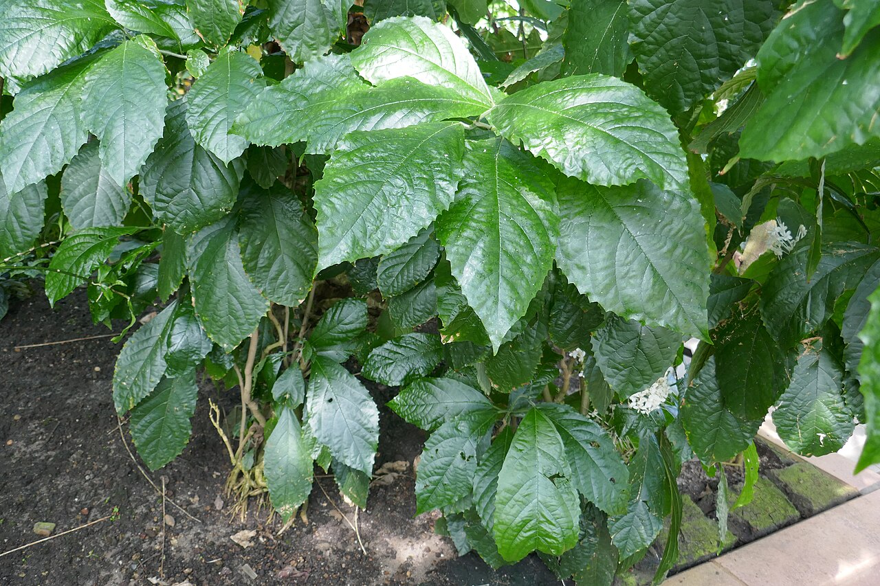 Clerodendrum schweinfurthii: Clerodendrum schweinfurthii Gürke. Afrique tropicale centrale et occidentale. Jardin botanique Meise (Belgique).