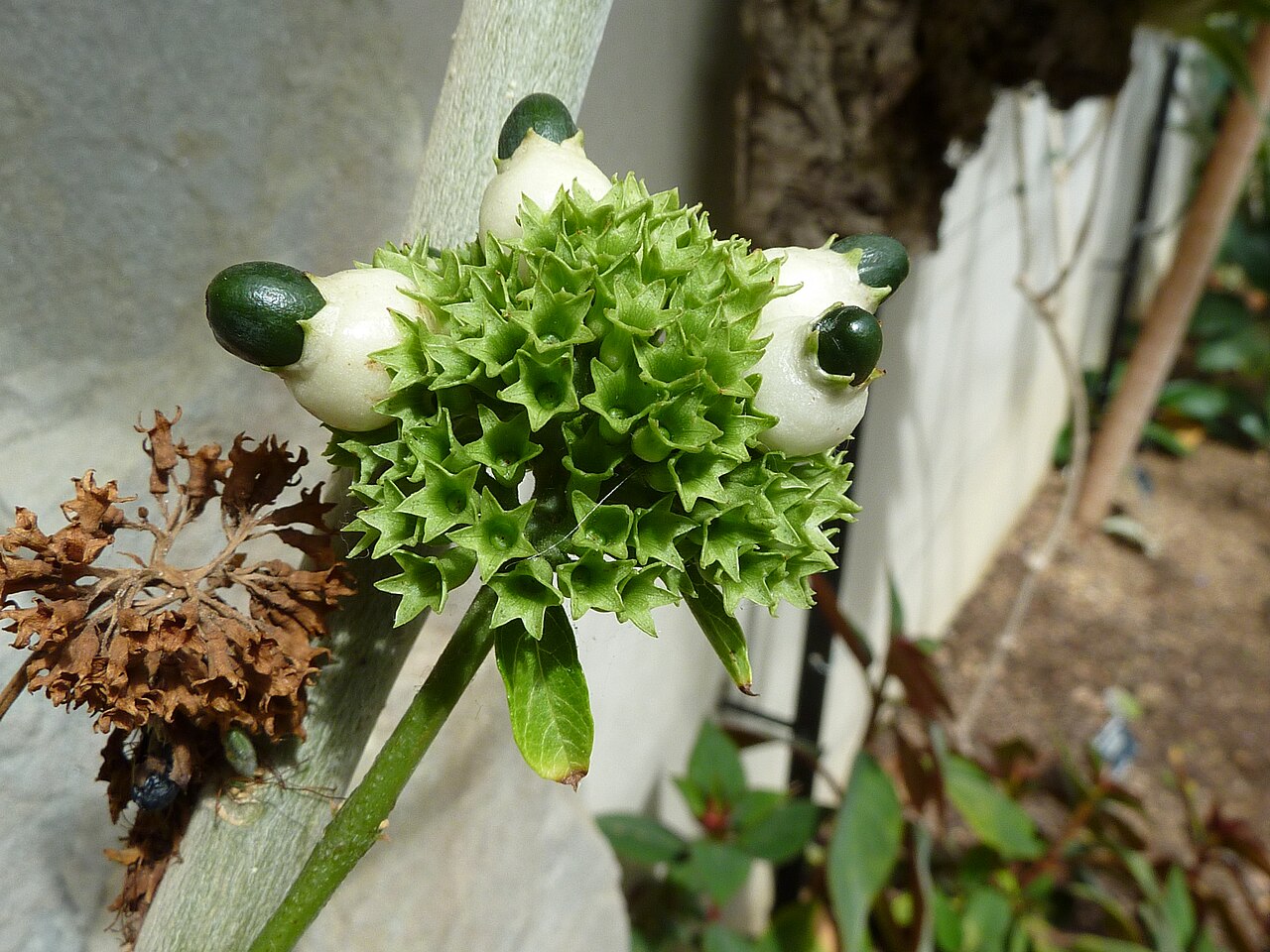 Clerodendrum schweinfurthii: Taken in the Cambridge University Botanic Garden