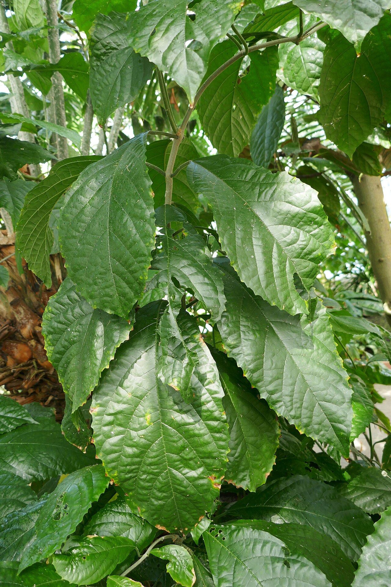 Clerodendrum schweinfurthii: Clerodendrum schweinfurthii Gürke. Afrique tropicale centrale et occidentale. Jardin botanique Meise (Belgique).