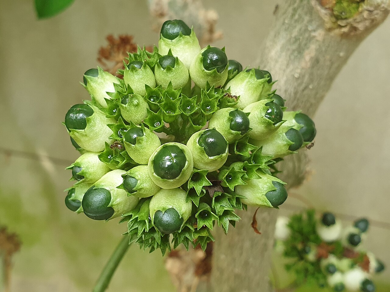 Clerodendrum schweinfurthii: Clerodendrum schweinfurthii at the Cambridge University Botanic Garden, England.