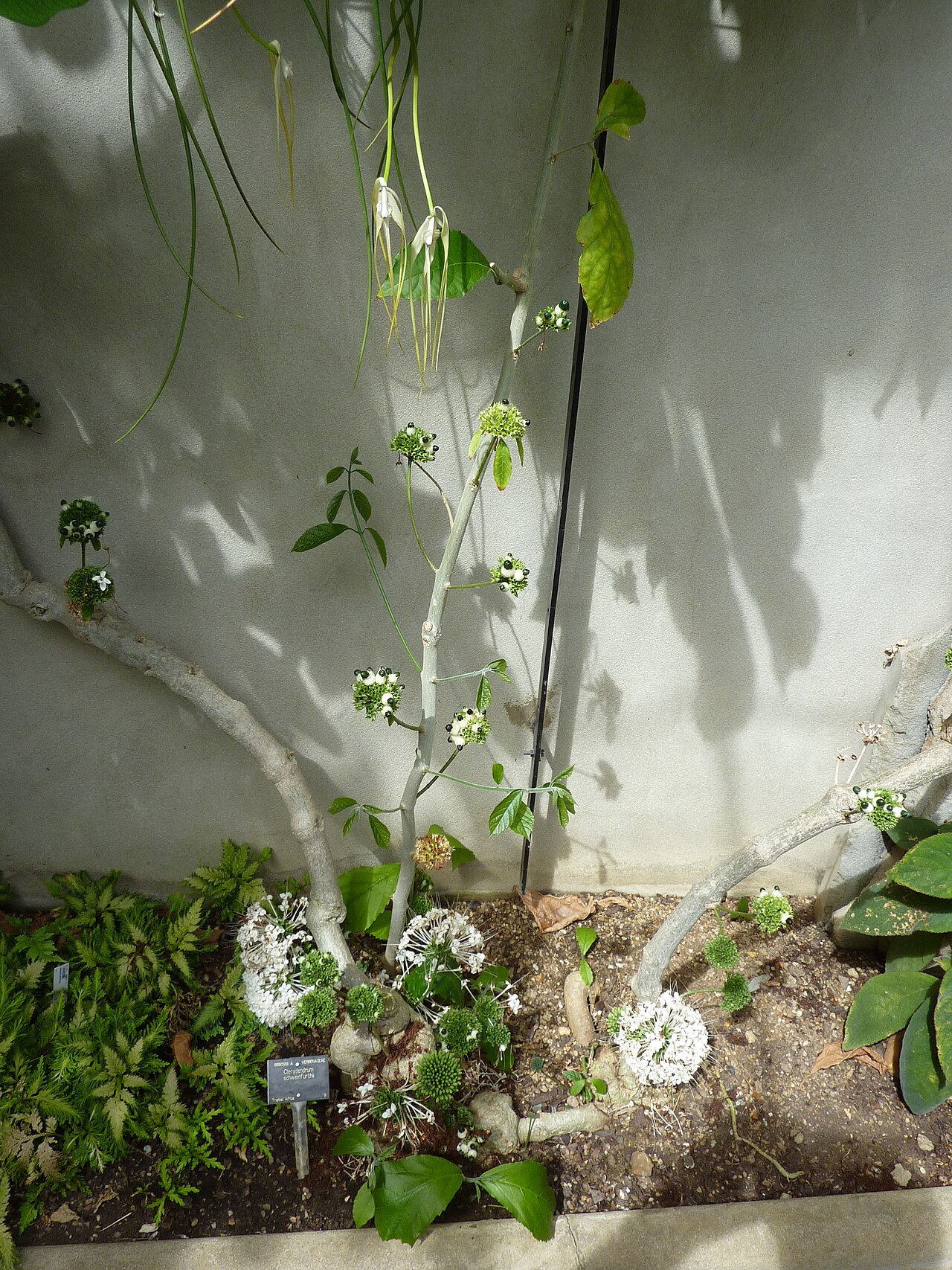 Clerodendrum schweinfurthii: Taken in the Cambridge University Botanic Garden