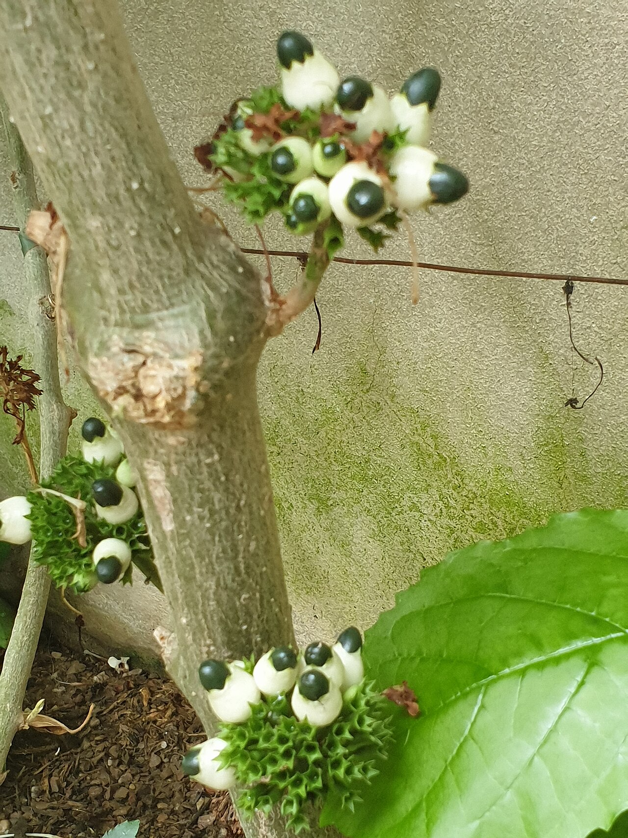 Clerodendrum schweinfurthii: Clerodendrum schweinfurthii at the Cambridge University Botanic Garden, England.