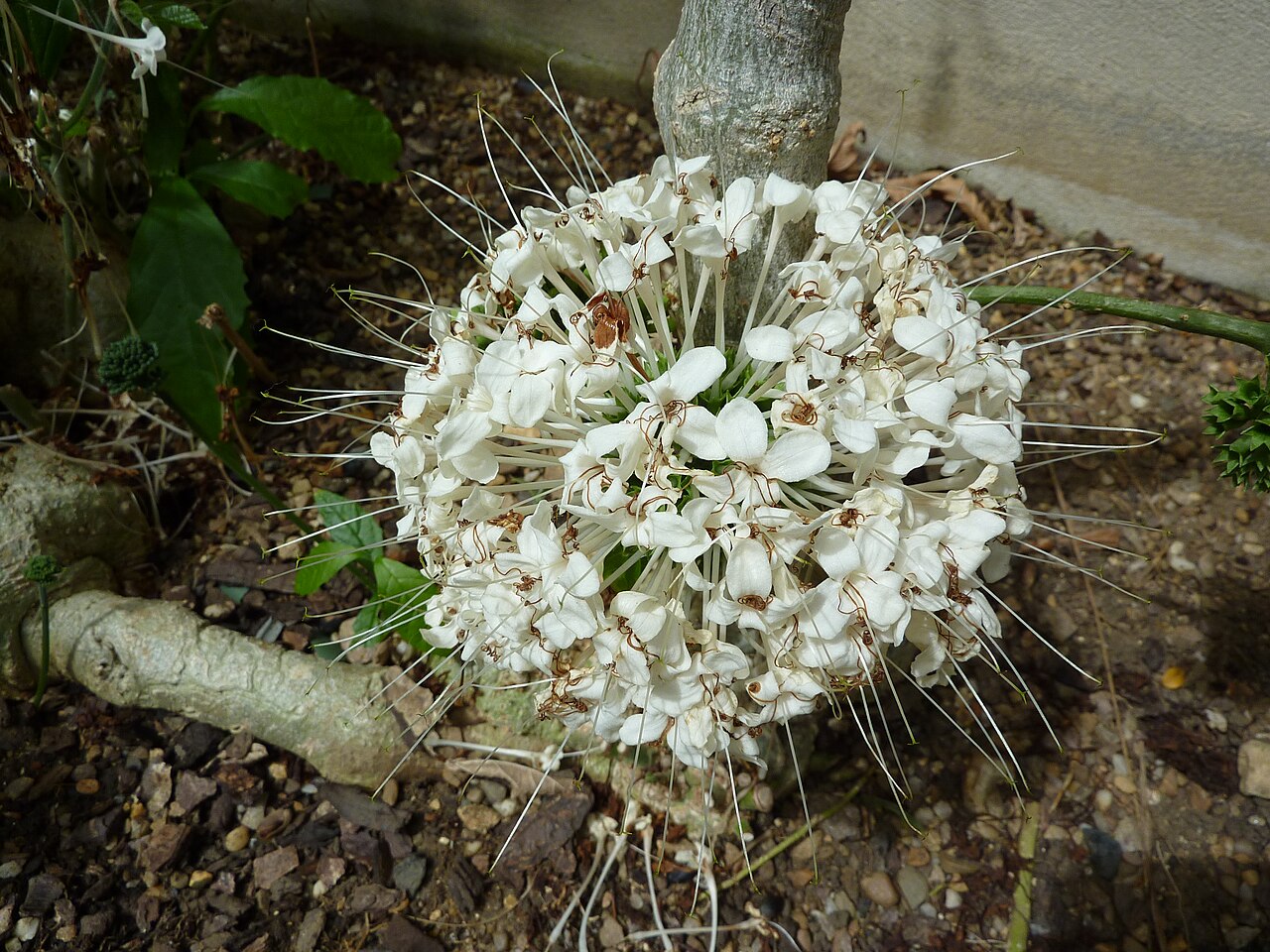 Clerodendrum schweinfurthii: Taken in the Cambridge University Botanic Garden