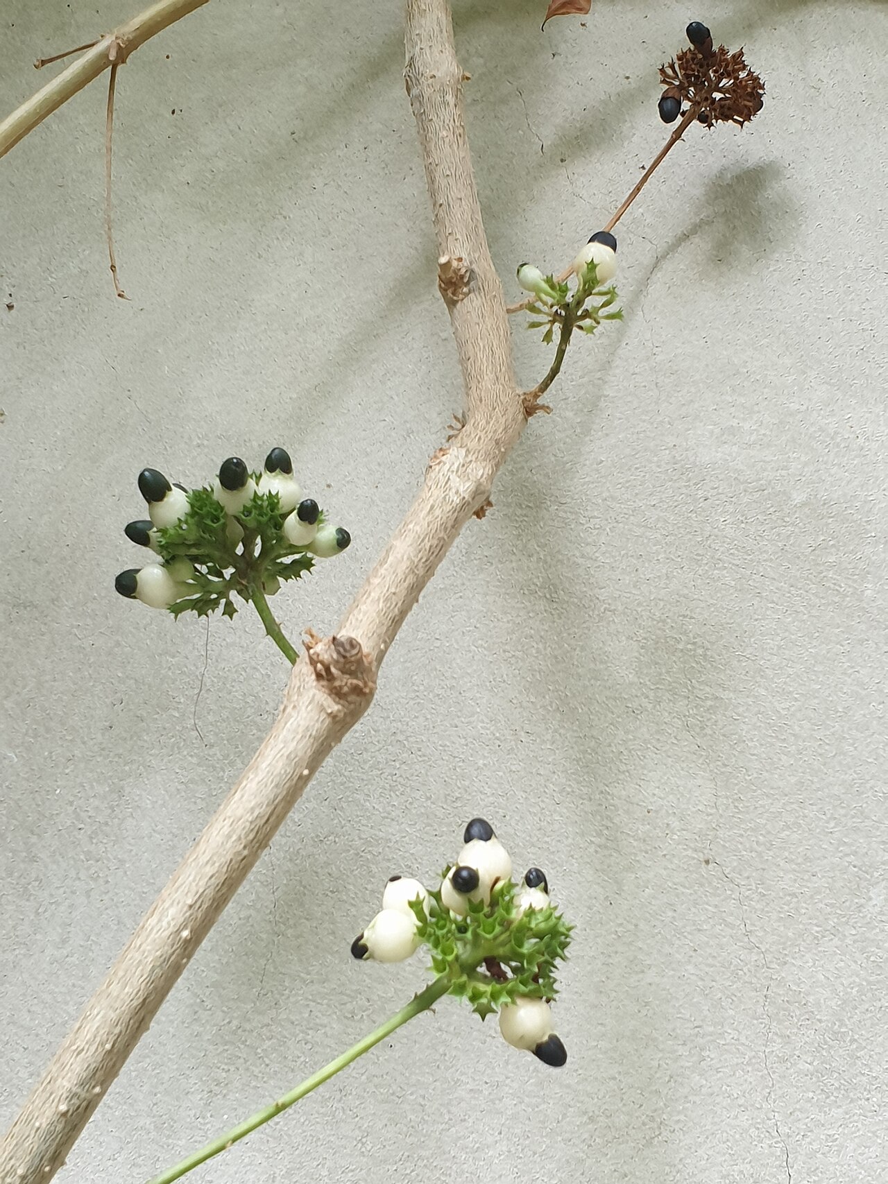 Clerodendrum schweinfurthii: Clerodendrum schweinfurthii at the Cambridge University Botanic Garden, England.