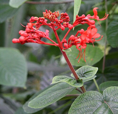 Javanese glorybower: Blüte vom Prächtigem Losbaum