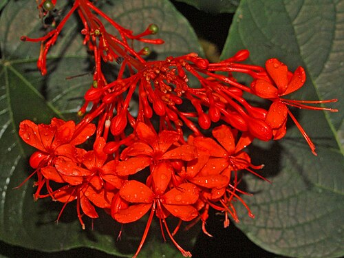 Javanese glorybower: Clerodendrum speciosissimum at Botanicka Zahrada Praha