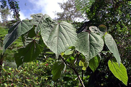 Javanese glorybower: Location taken: La Paz Waterfall Gardens, Costa Rica.. Names: Clerodendrum speciosissimum Drapiez, Clerodendron, Flaming Glory Bower, Giant Salvia, Java Glorybo