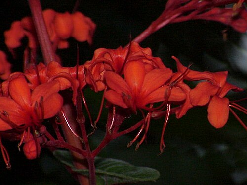Javanese glorybower: Species : Clerodendrum speciosissimum Family : Verbenaceae Image No. 2